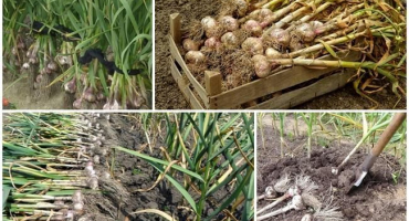 Kdy je to lepší a jak správně sklízet česnek v roce 2022 a 7 nejlepších způsobů skladování